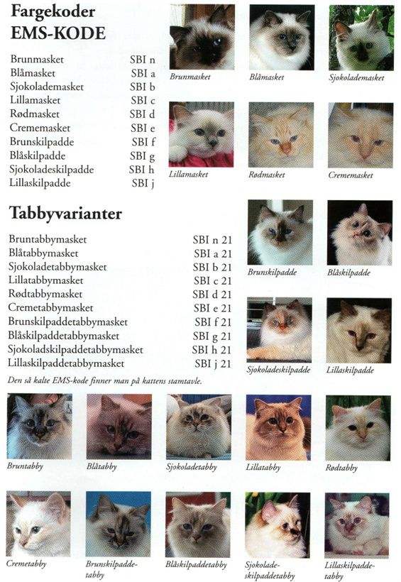 Her er en liten oversikt over de forskjellige fargene som er godkjent på hellig birma. 